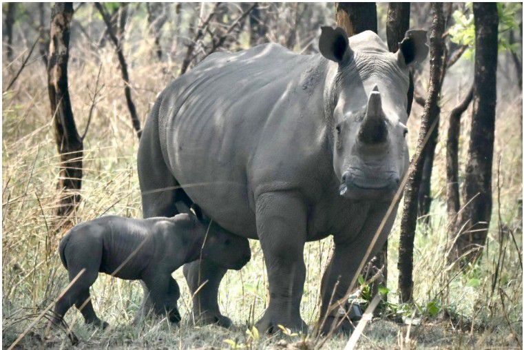 Un souffle d’espoir : naissance d’un bébé rhinocéros au Parc de la Garamba